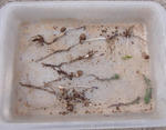 100308germination.jpg