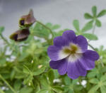 100310azureum87.jpg