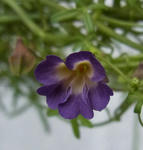 100310azureum118.jpg