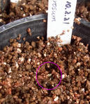 100312tuberosum.jpg