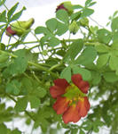 100313beuthii.jpg