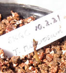 100317tuberosum.jpg