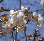 100319sakura.jpg