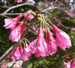 100322kanhizakura.jpg