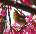 100322mejiro.jpg