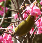 100322mejiro2.jpg