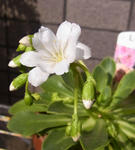 100324lewisia.jpg