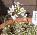 100324arabis.jpg