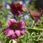 100327xazureum3.jpg