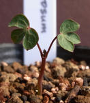 100327tuberosum.jpg