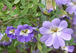 100328azureum.jpg