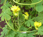 100328canary.jpg