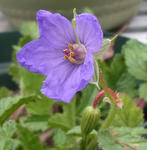100331erodium.jpg