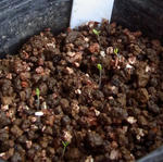 100402iceplant.jpg