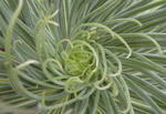 100405echium.jpg