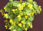 100407canary.jpg
