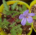100407erodiumpot.jpg