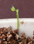 100411smithii_germination.jpg
