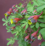 100411tenurostre.jpg