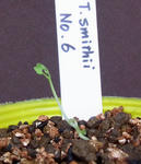 100411smithii_germination2.jpg