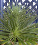 100411echium.jpg
