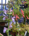 100414pentaphyllum.jpg