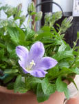 100415oyobe.jpg