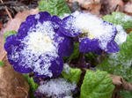 100416snow.jpg
