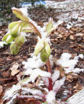 100416hellebo.jpg