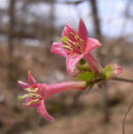 100418uguisukagura.jpg