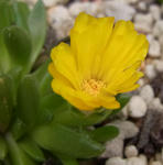 100421delosperma.jpg