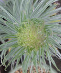 100423echium2.jpg