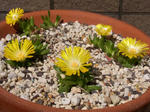 100425delosperma.jpg