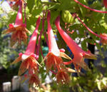 100425pentaphyllum.jpg