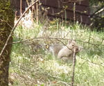 100504risu.jpg