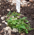 100510speciosum_2.jpg
