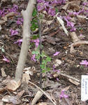 100510speciosum_1.jpg