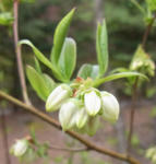 100510blueberry.jpg