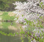 100512sakura.jpg
