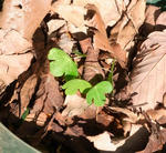 100513smithii7.jpg