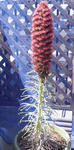 100516echium.jpg