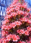 100516echium3.jpg