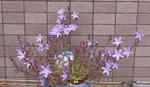 100517campanula.jpg