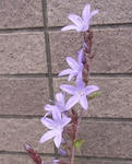 100517campanula2.jpg