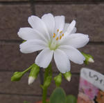 100517lewisia.jpg