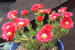 100521delosperma.jpg