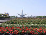 100523rose.jpg