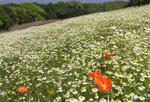 100523camomile.jpg