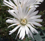 100528delosperma.jpg