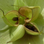 100530hellebo.jpg
